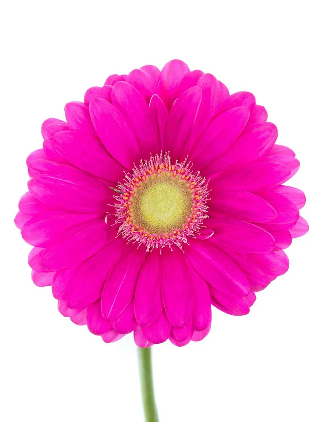 blumigo-gerbera-celeberations-schnittblume-pink image 1