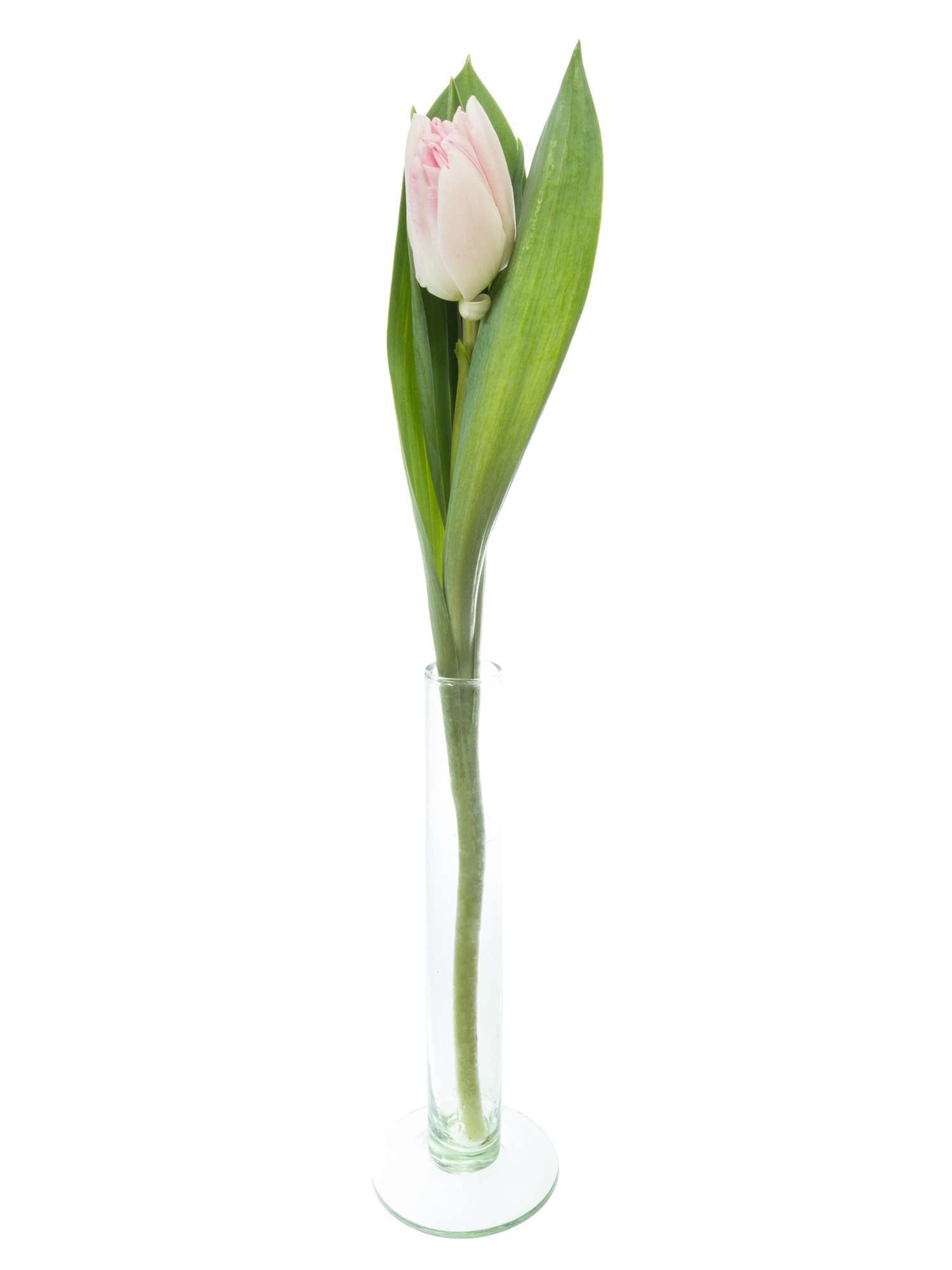 blumigo-tulpen-foxtrot-gef-llt-rosa-wei-schnittblumen image 3