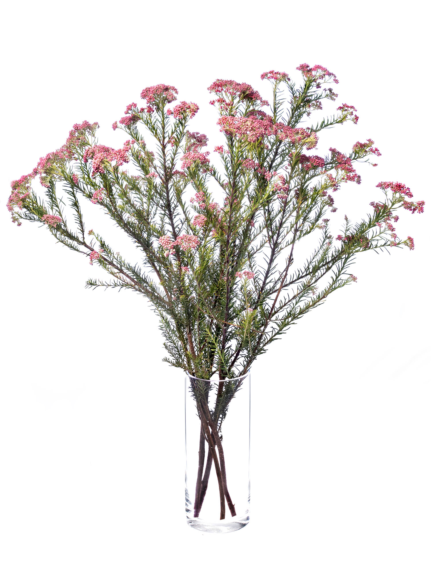 blumigo-blattwerk-ozothamnus-reisblume-pink-frisch image 2