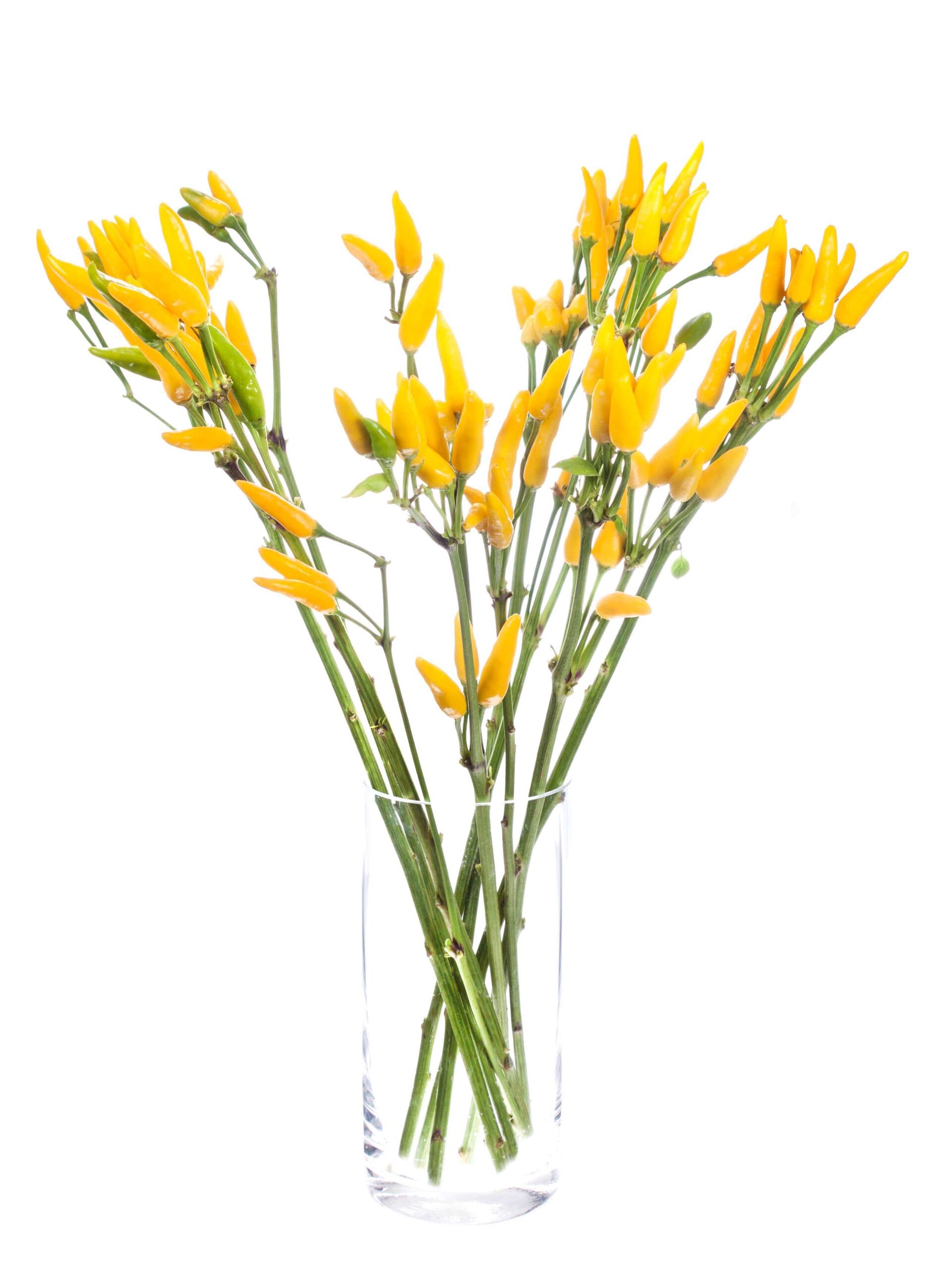 blumigo-herbstdeko-zierpaprika-gelb-topfpflanze-dekopflanze image 2