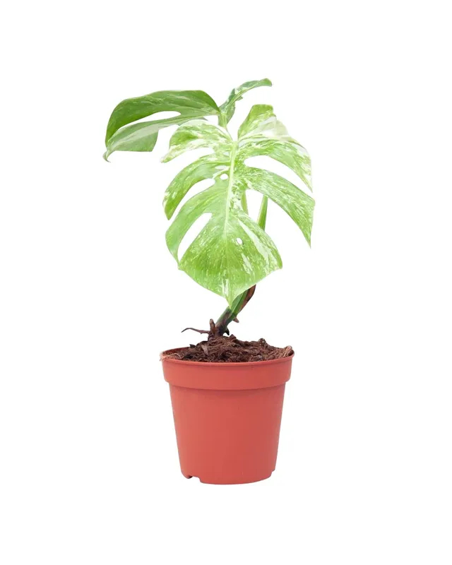 plnts-rareplnts-monstera-deliciosa-variegated-fensterblatt-45cm image 1