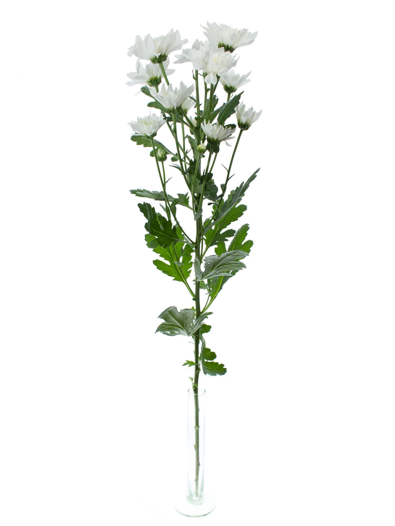 blumigo-chrysanthemen-baltica-verzweigt-wei-schnittblume image 3