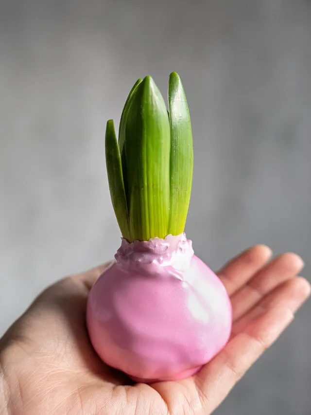 blumigo-fr-hlingsknollen-gewachste-hyazinthenknollen-rosa image 1