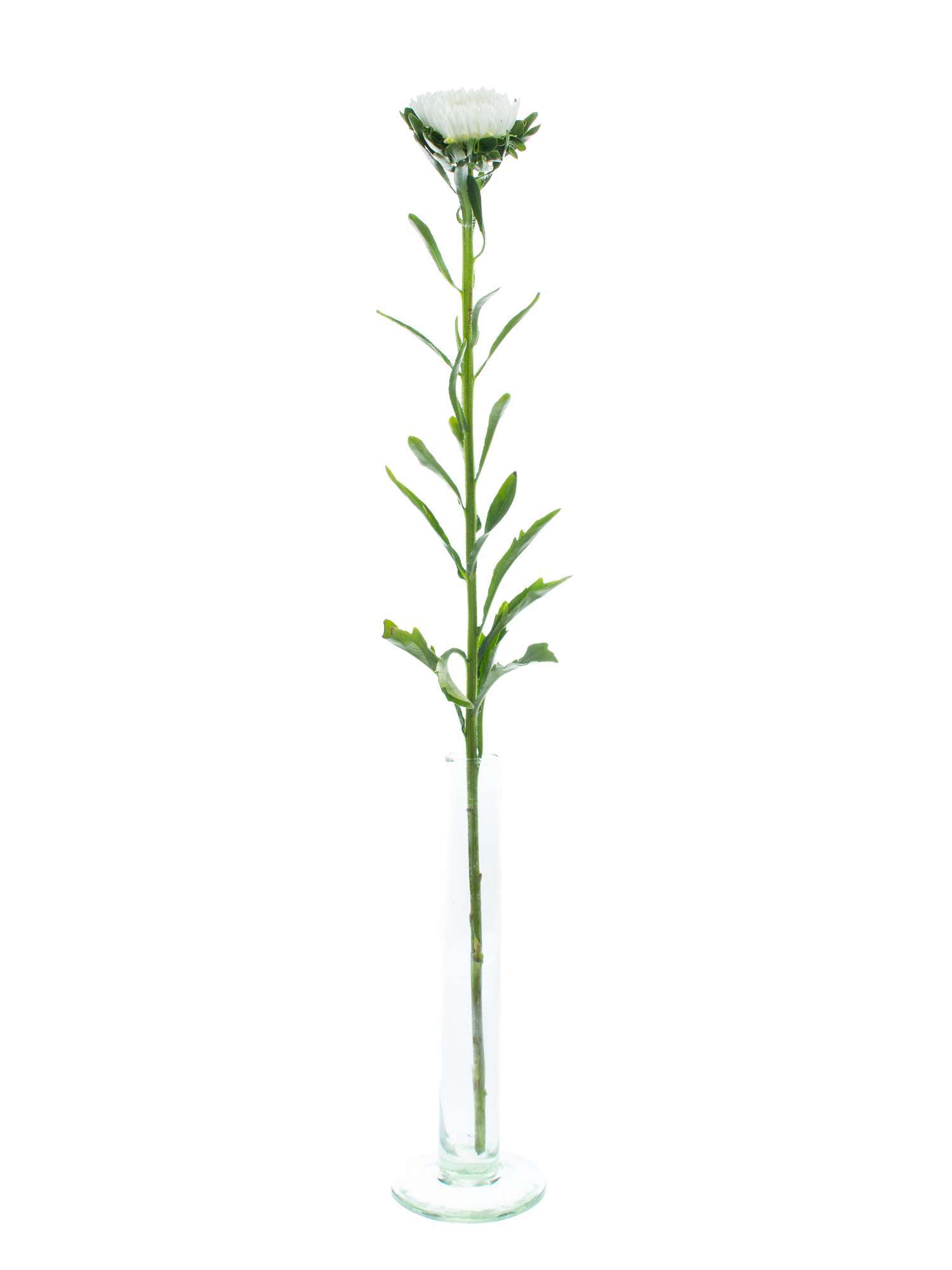 blumigo-sommerastern-wei-schnitt-astern-herbstdeko-frisch image 3