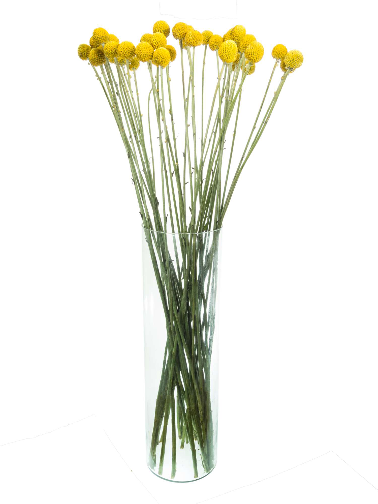 blumigo-trockenblumen-craspedia-gelb-trommelst-cke-vase-strau image 2