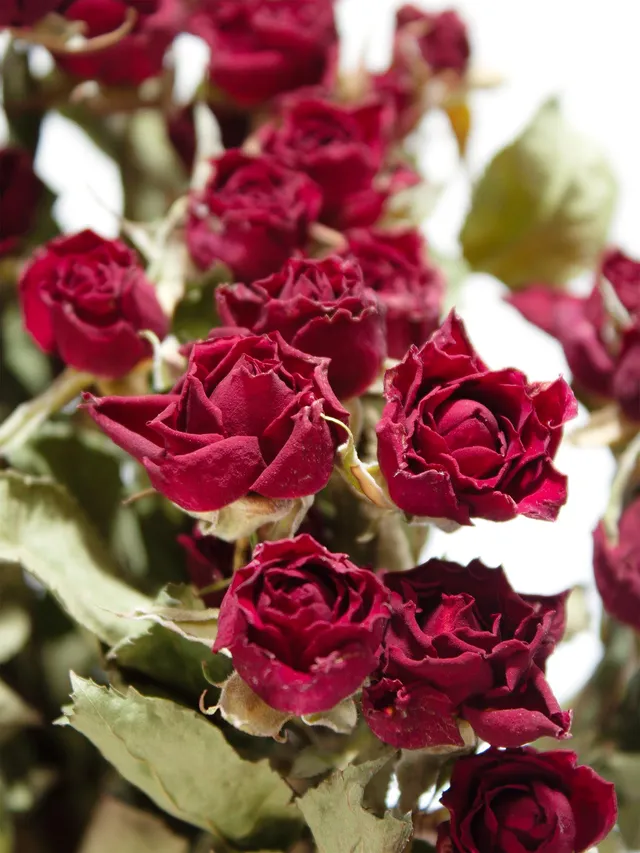 blumigo-verzweigte-rosen-trockenblumen-getrocknet-dunkelrot image 1