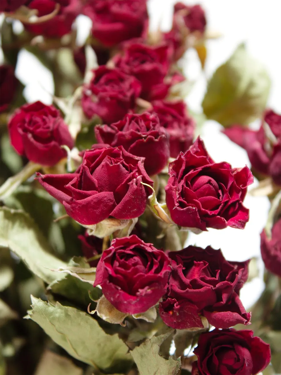 blumigo-verzweigte-rosen-trockenblumen-getrocknet-dunkelrot image 1