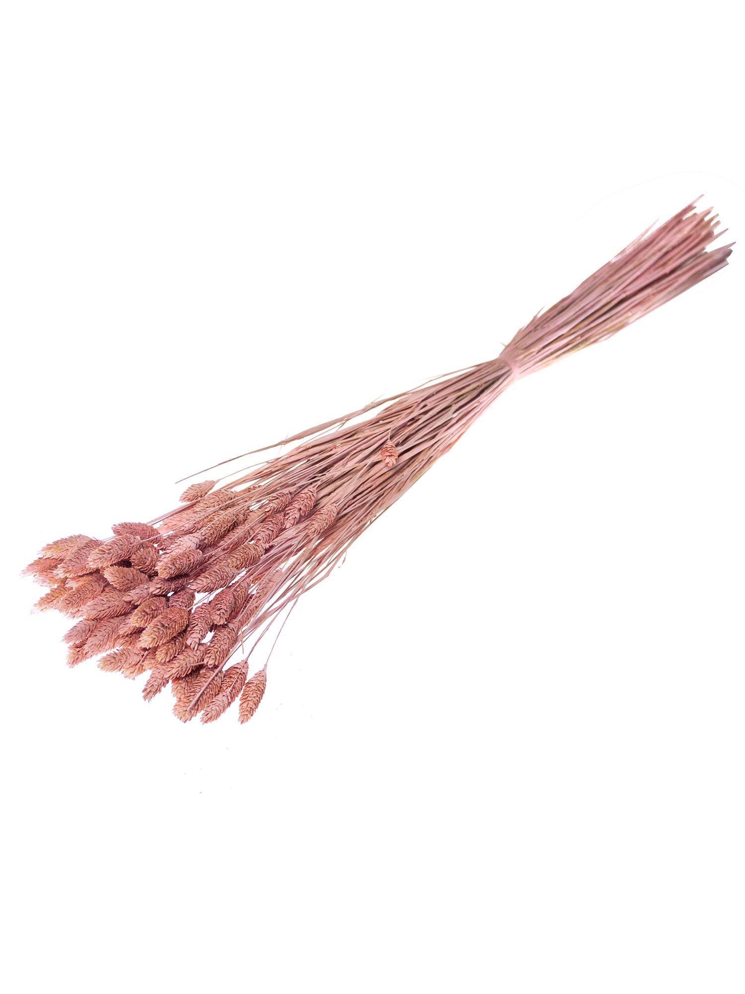 blumigo-trockenblumen-phalaris-glanzgr-ser-rosa image 2