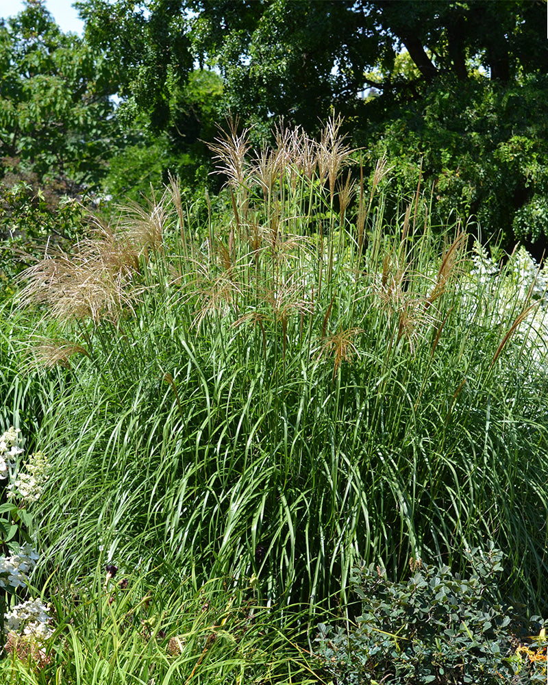 feey-amsterdam-miscanthus-gracillimus-ziergras-ohne-topf-1-2-m image 2