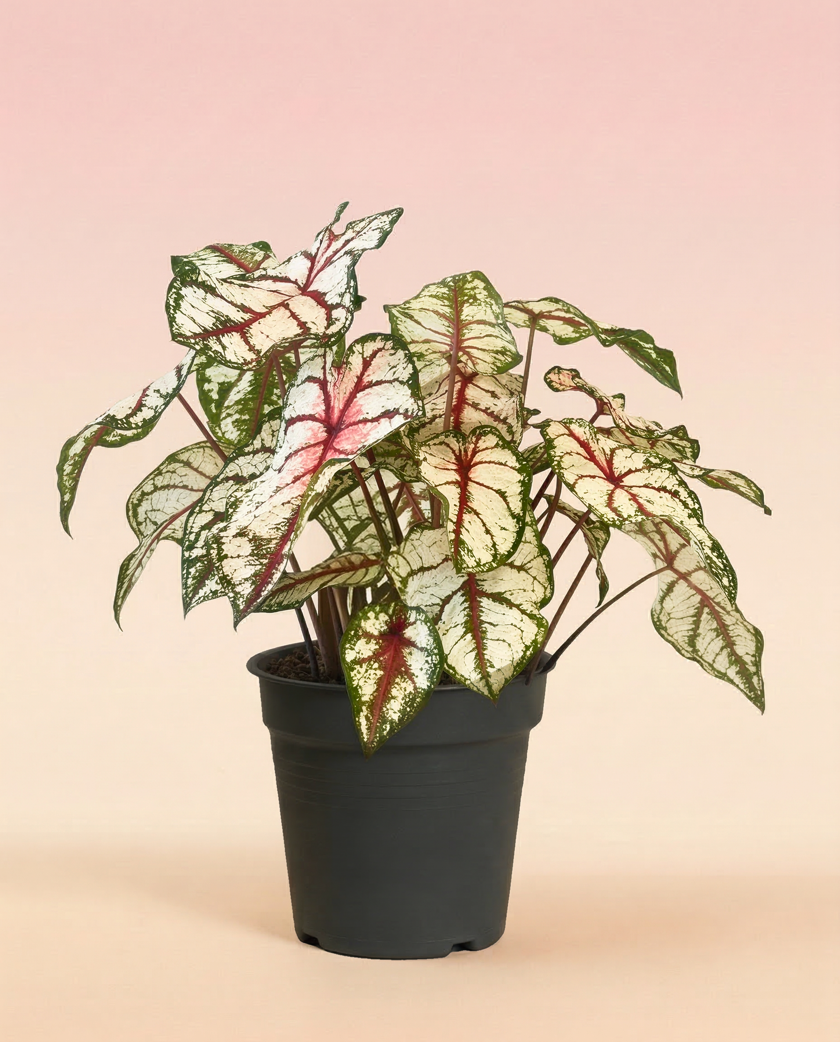 feey-caladium-bottle-rocket-zimmerpflanze-buntblatt image 3