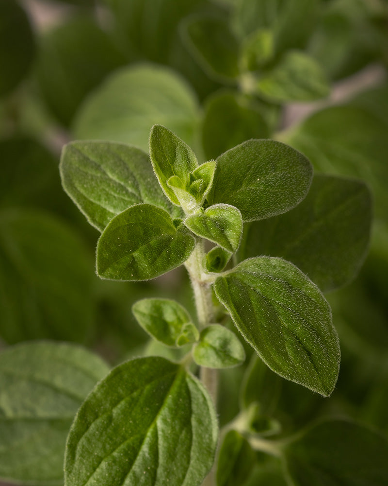 feey-amsterdam-oregano-kr-uterpflanze-ohne-topf-winterhart-essbar image 5