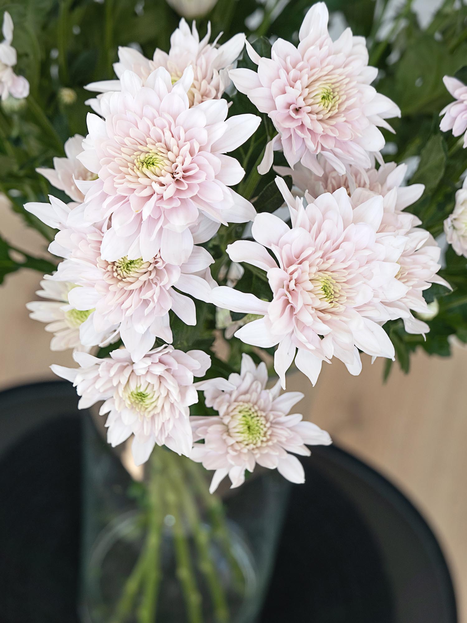 blumigo-chrysanthemen-pastela-pink-hellrosa-verzweigt image 4