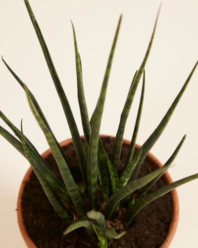 plnts-rareplnts-sansevieria-fernwood-mikado-zimmerpflanze-30-cm-pflegeleicht image 8