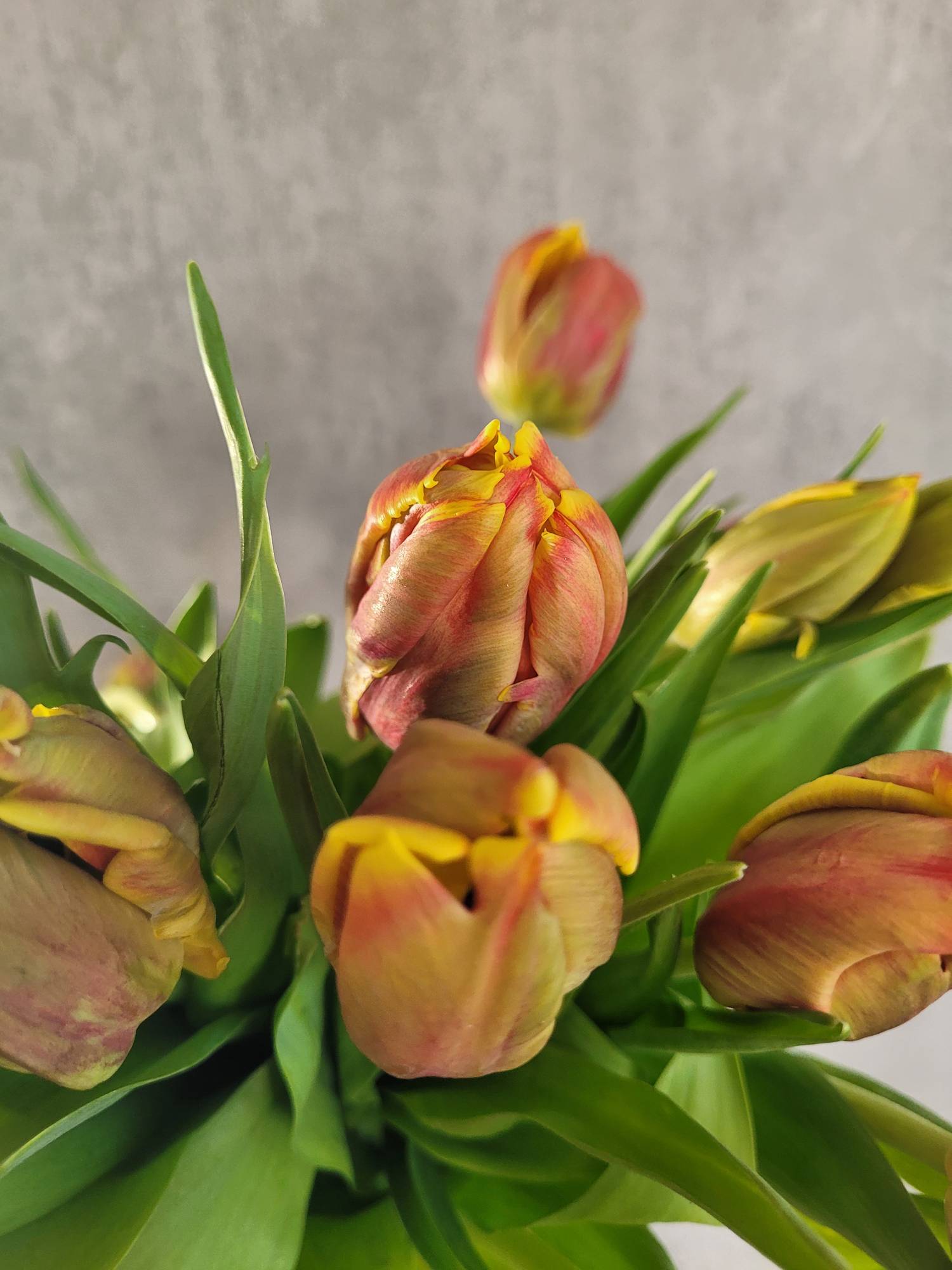 blumigo-tulpen-papagei-dee-jay-parrot-rot-gelb-schnittblume image 3