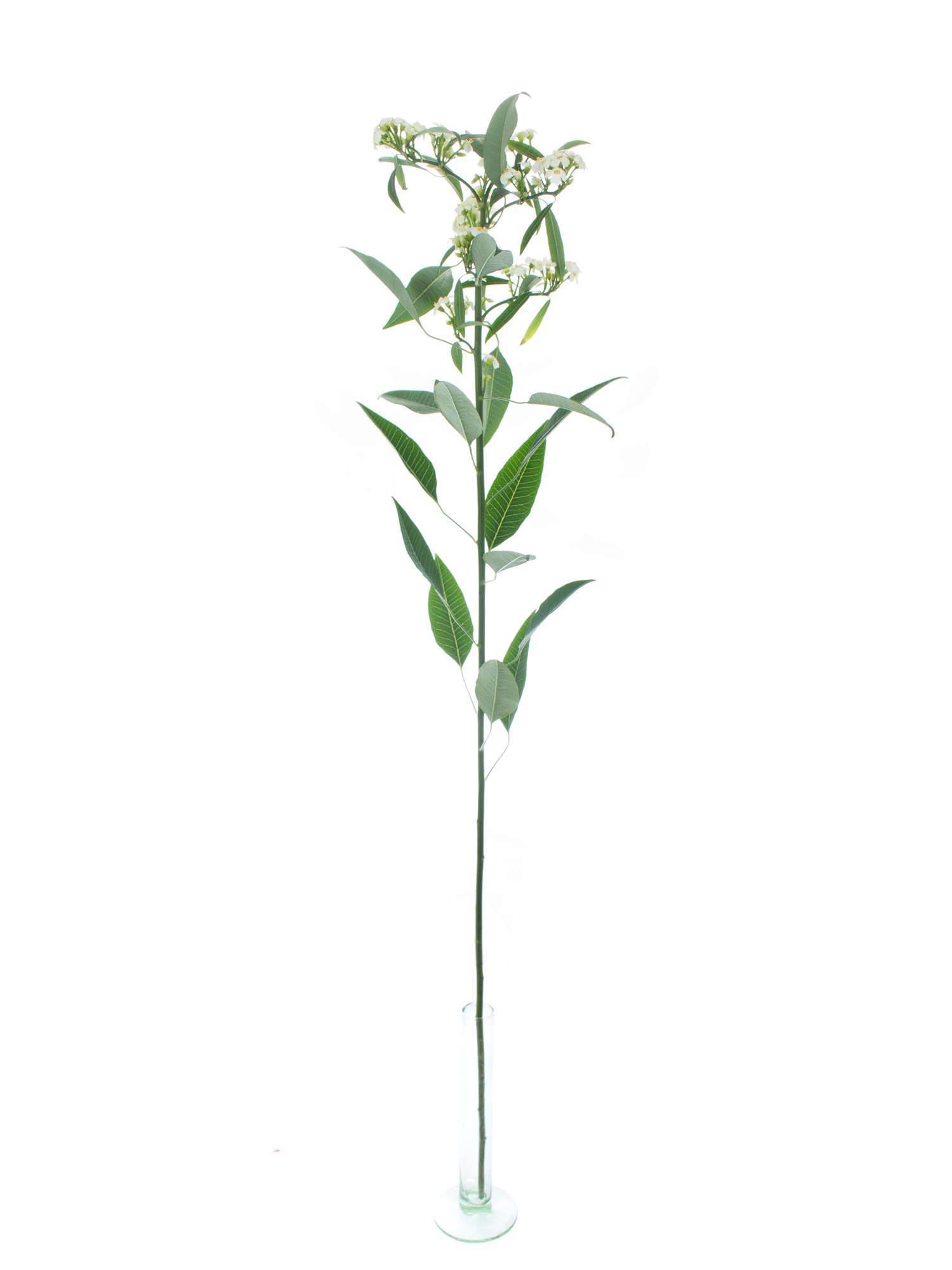 blumigo-blattwerk-euphorbia-fulgens-quicksilver-schnittblume-wei-1-stiel image 3