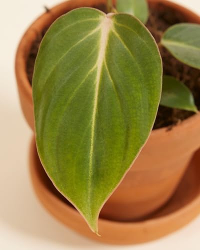 plnts-babyplnts-philodendron-gloriosum-steckling-3-cm-jungpflanze-8-cm-luftreini image 7