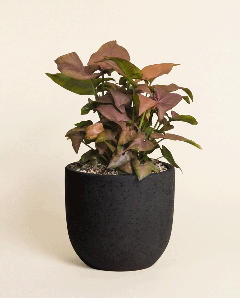 feey-variado-syngonium-neon-zimmerpflanze-ohne-bertopf image 5