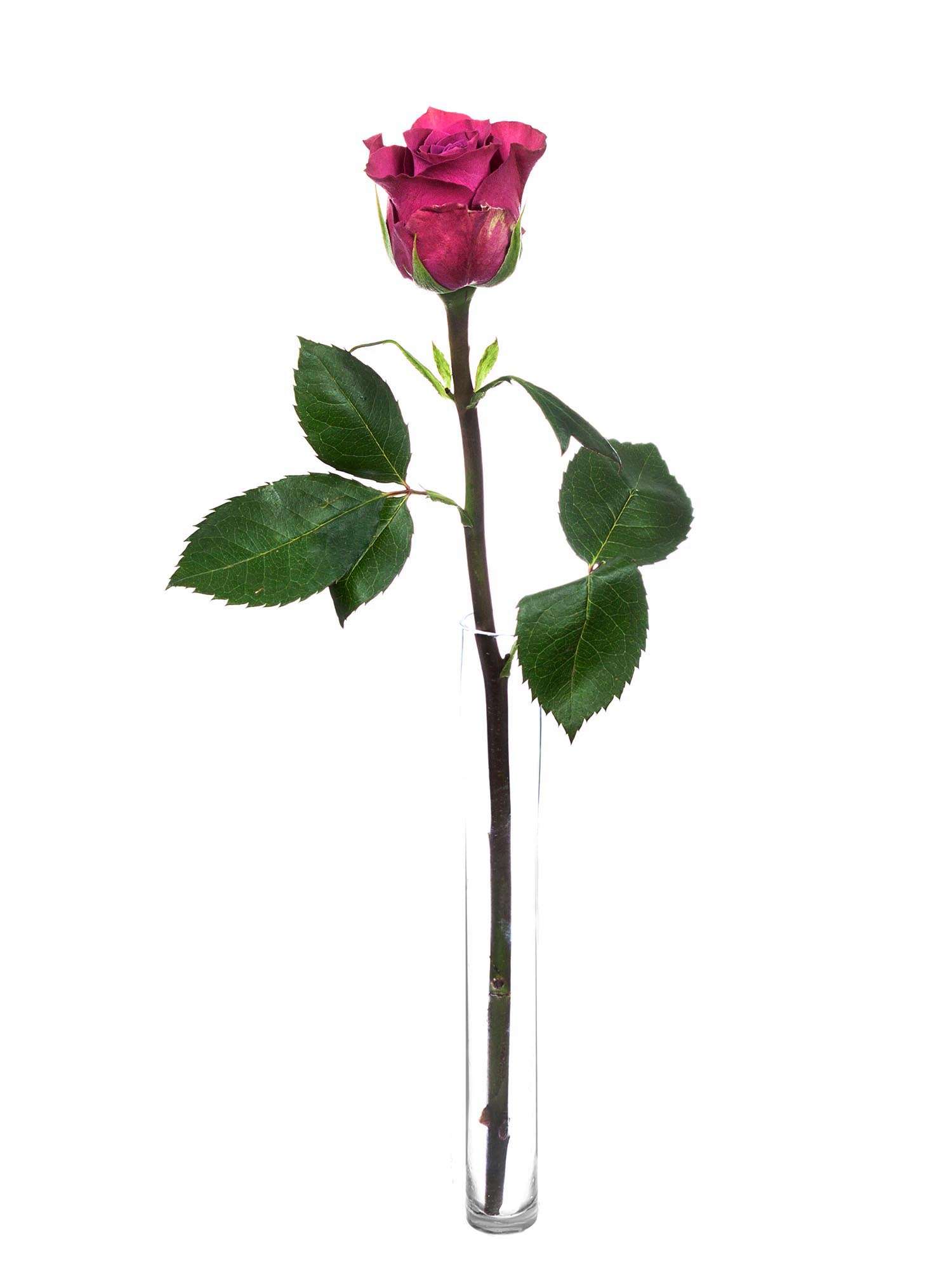 blumigo-rosen-ascot-schnittrose-violett image 3