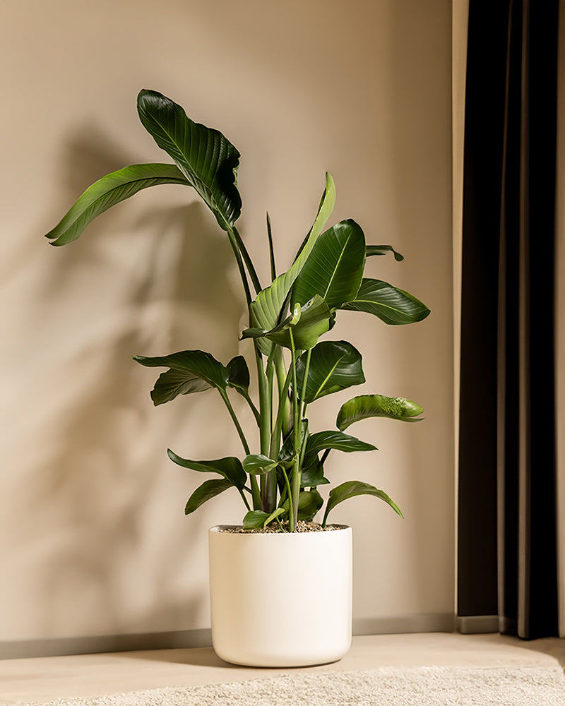 feey-lumi-kunststoff-topf-35-cm-weiss image 5