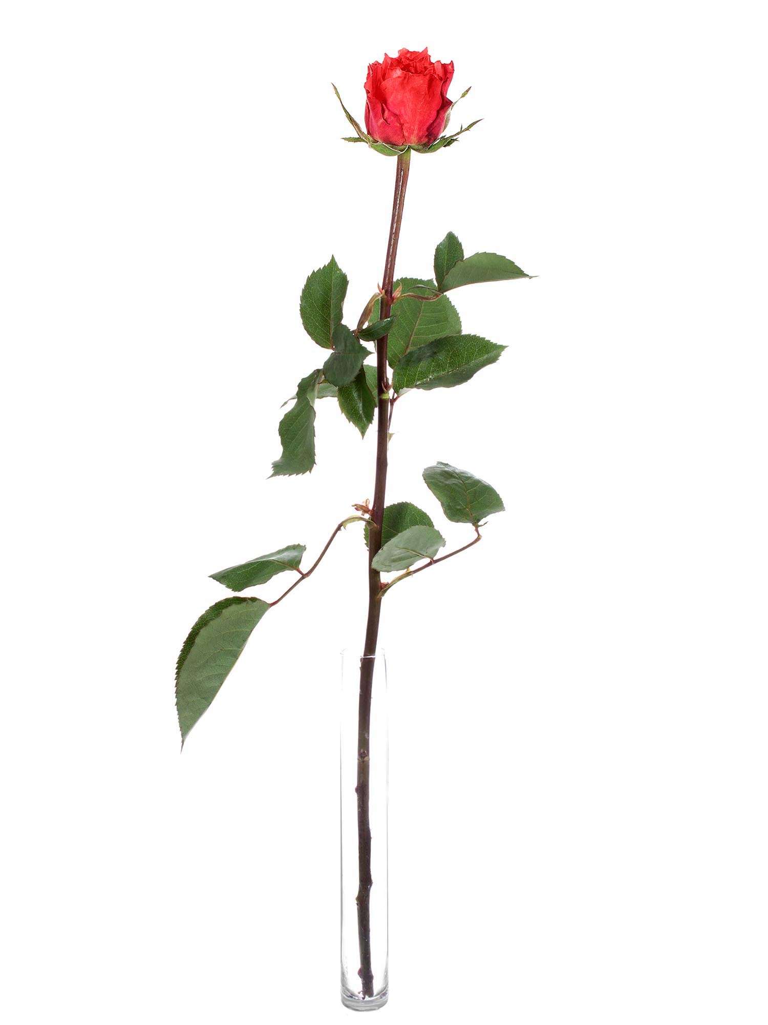 blumigo-rosen-love-story-rot-orange-schnittblume image 3