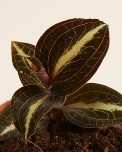 plnts-baby-jewel-orchid-moonstone-orchidee-12-cm-rot-gemustert image 6