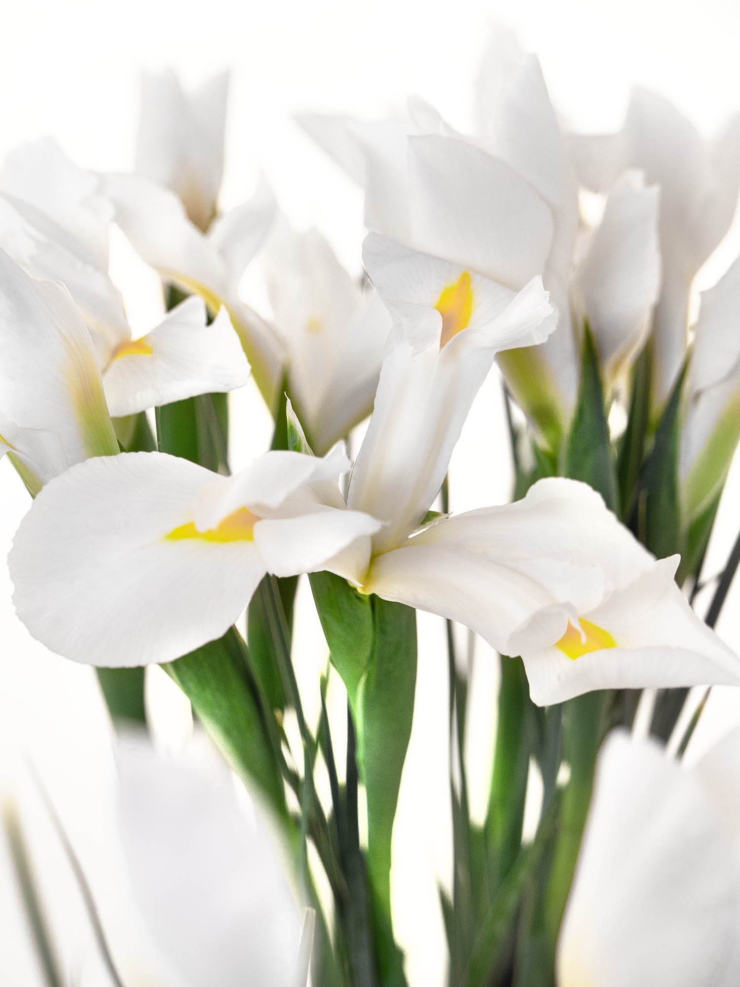 blumigo-blattwerk-iris-casablanca-wei-schnittblume image 1