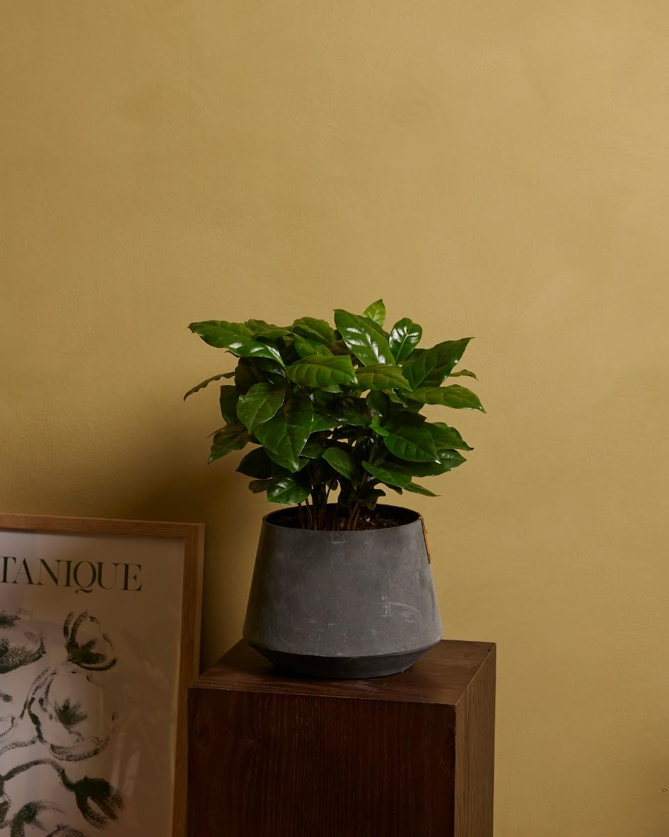 plnts-rareplnts-coffea-arabica-zimmerpflanze-25-cm-12-cm-topf image 5