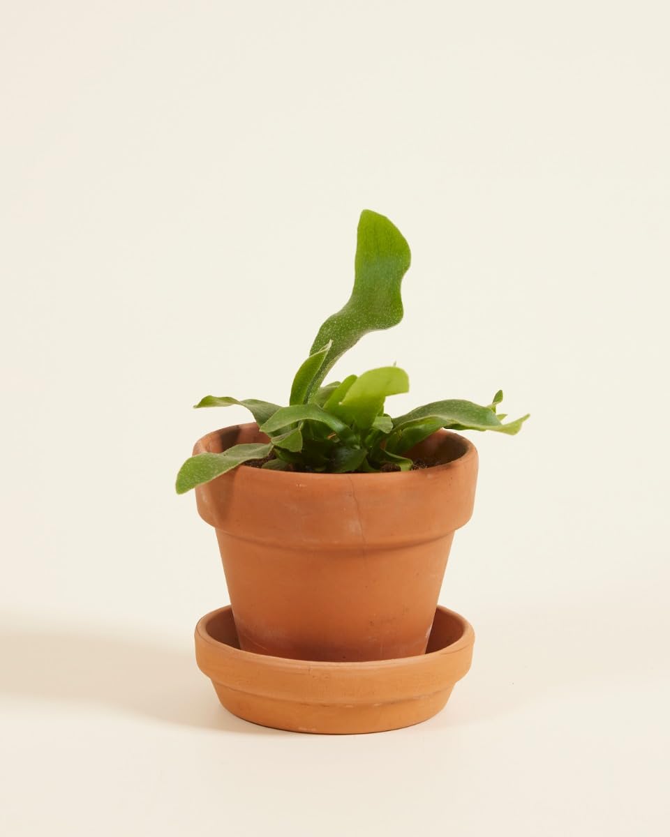 plnts-babyplnts-platycerium-bifurcatum-geweihfarn-10cm image 3