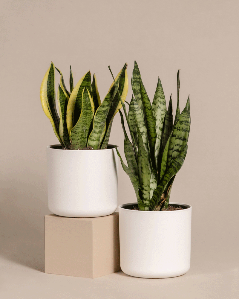 feey-variado-unzerst-rbares-duo-sansevieria-set-pflegeleicht image 8