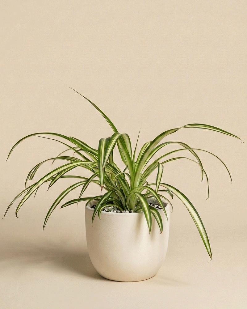 feey-gr-nlilie-chlorophytum-zimmerpflanze-tierfreundlich image 5