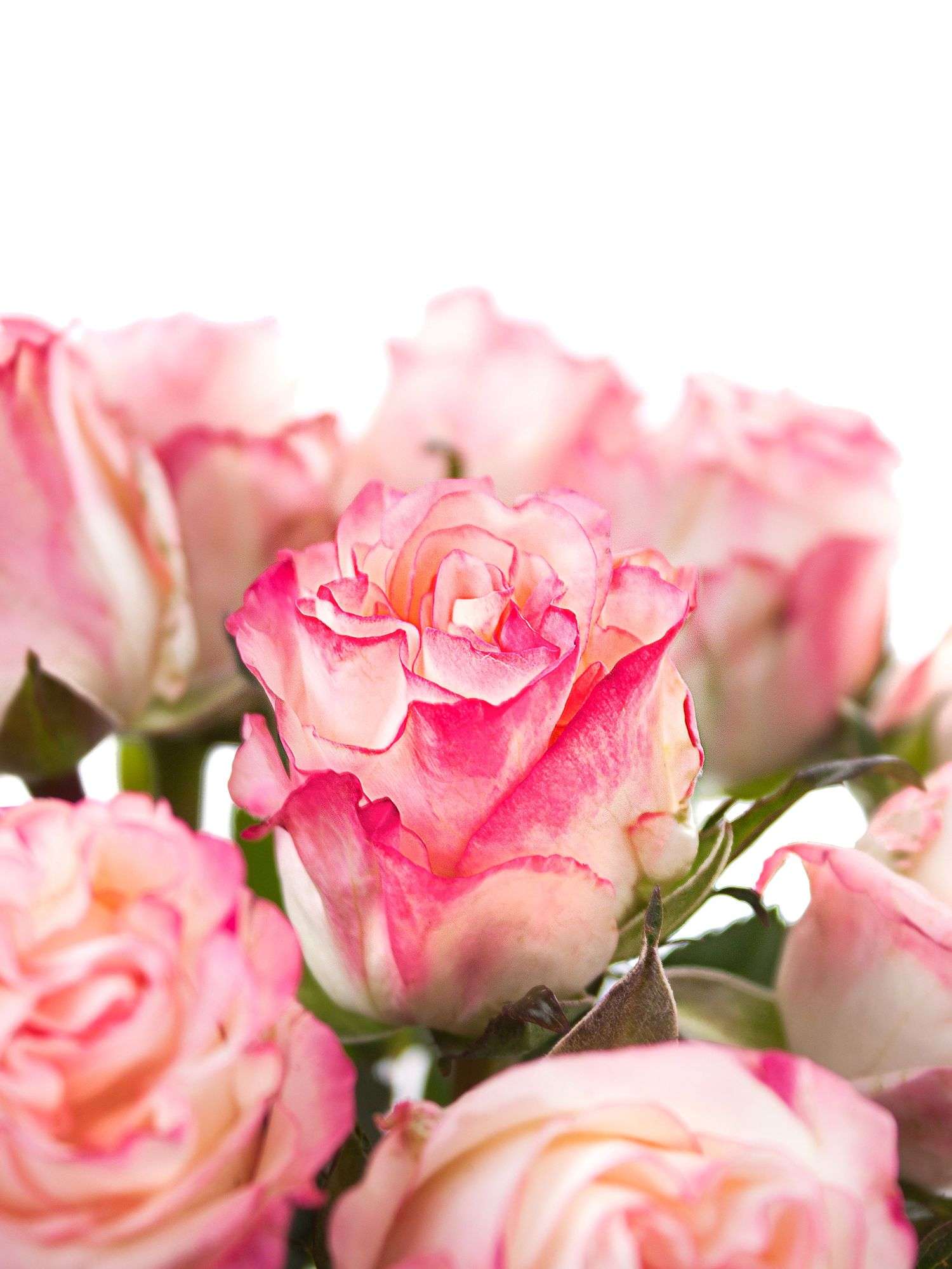 blumigo-rosen-very-cute-schnittblume-rosa-wei-st-ck image 1
