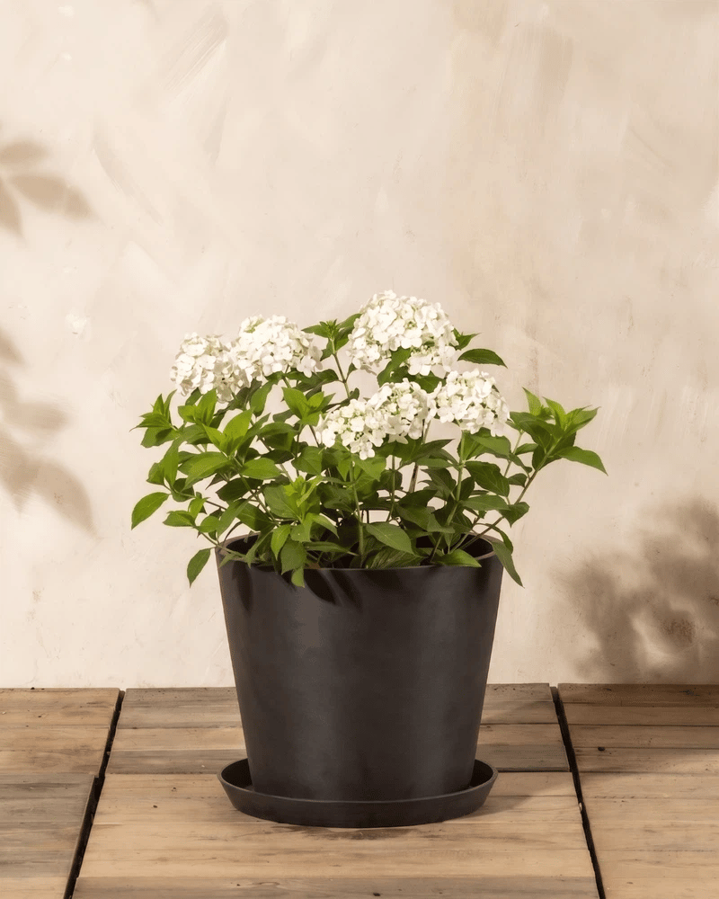 feey-amsterdam-rispenhortensie-weiss-strauch-ohne-topf image 6