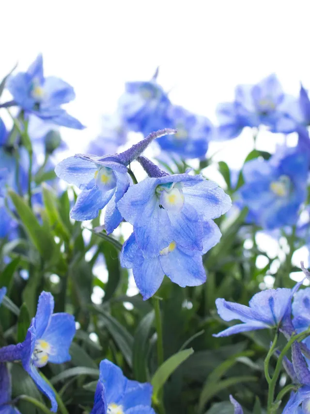 blumigo-delphinium-neds-dievera-blaue-schnittblume image 1