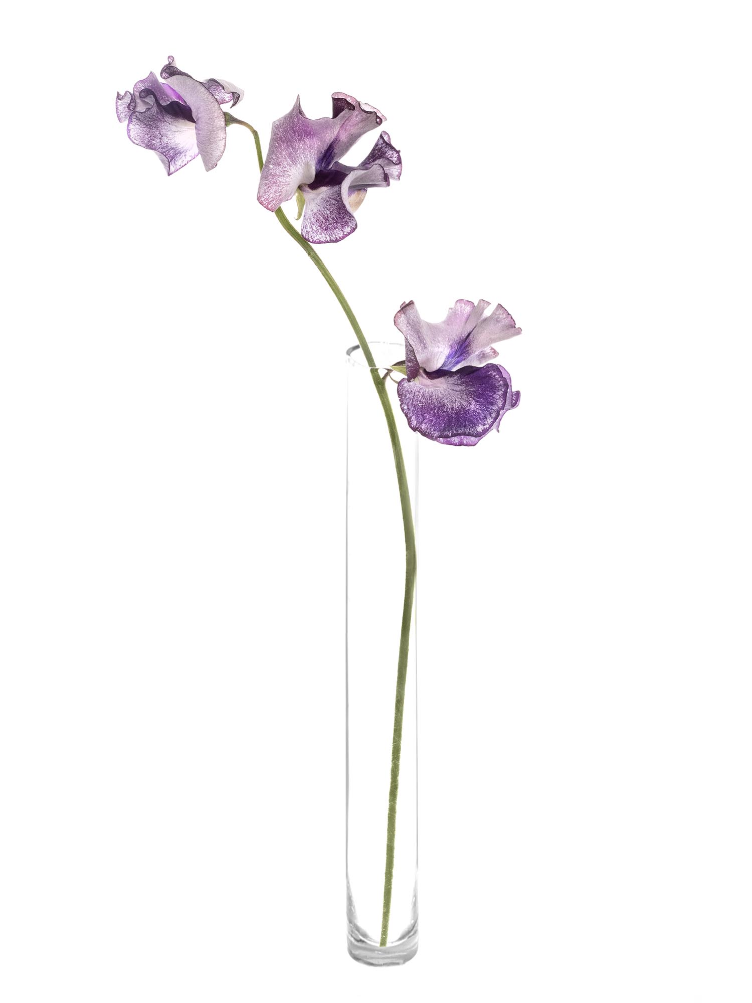 blumigo-wicken-wedding-violett-schnittblume-wei-violett image 3