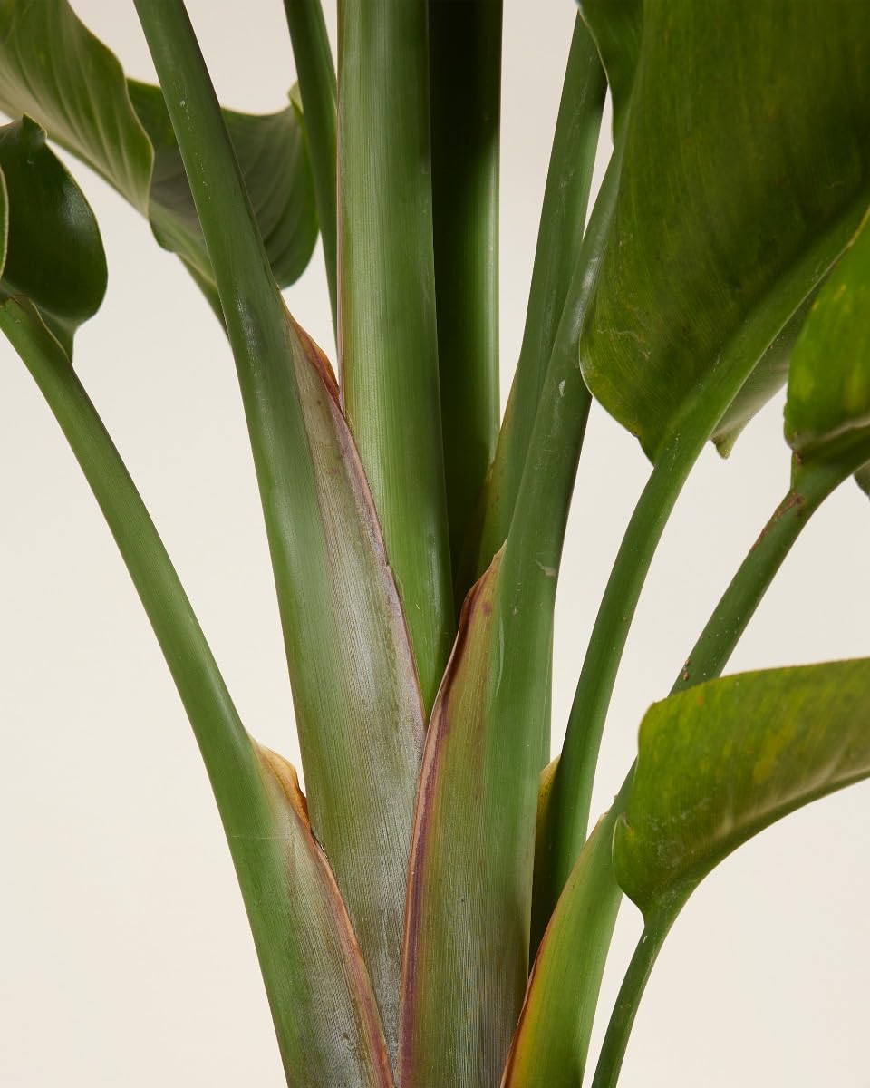 plnts-strelitzia-nicolai-zimmerpflanze-21cm-topf-85cm-gro-e-bl-tter image 4