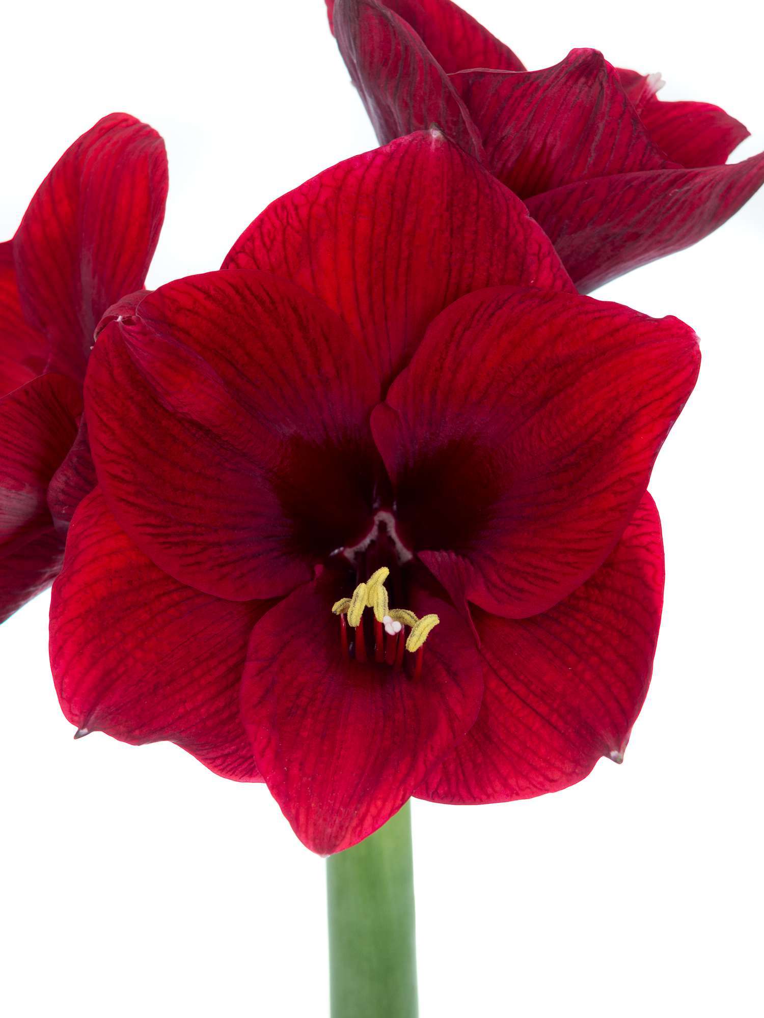 blumigo-amaryllis-royal-velvet-dunkelrote-schnittblume image 4