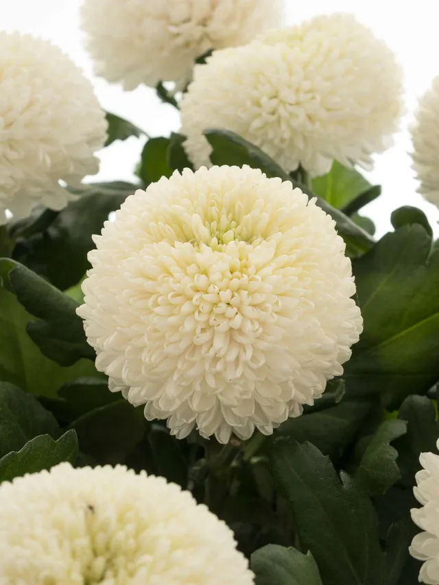 blumigo-chrysanthemen-boris-becker-wei-schnittblume image 1