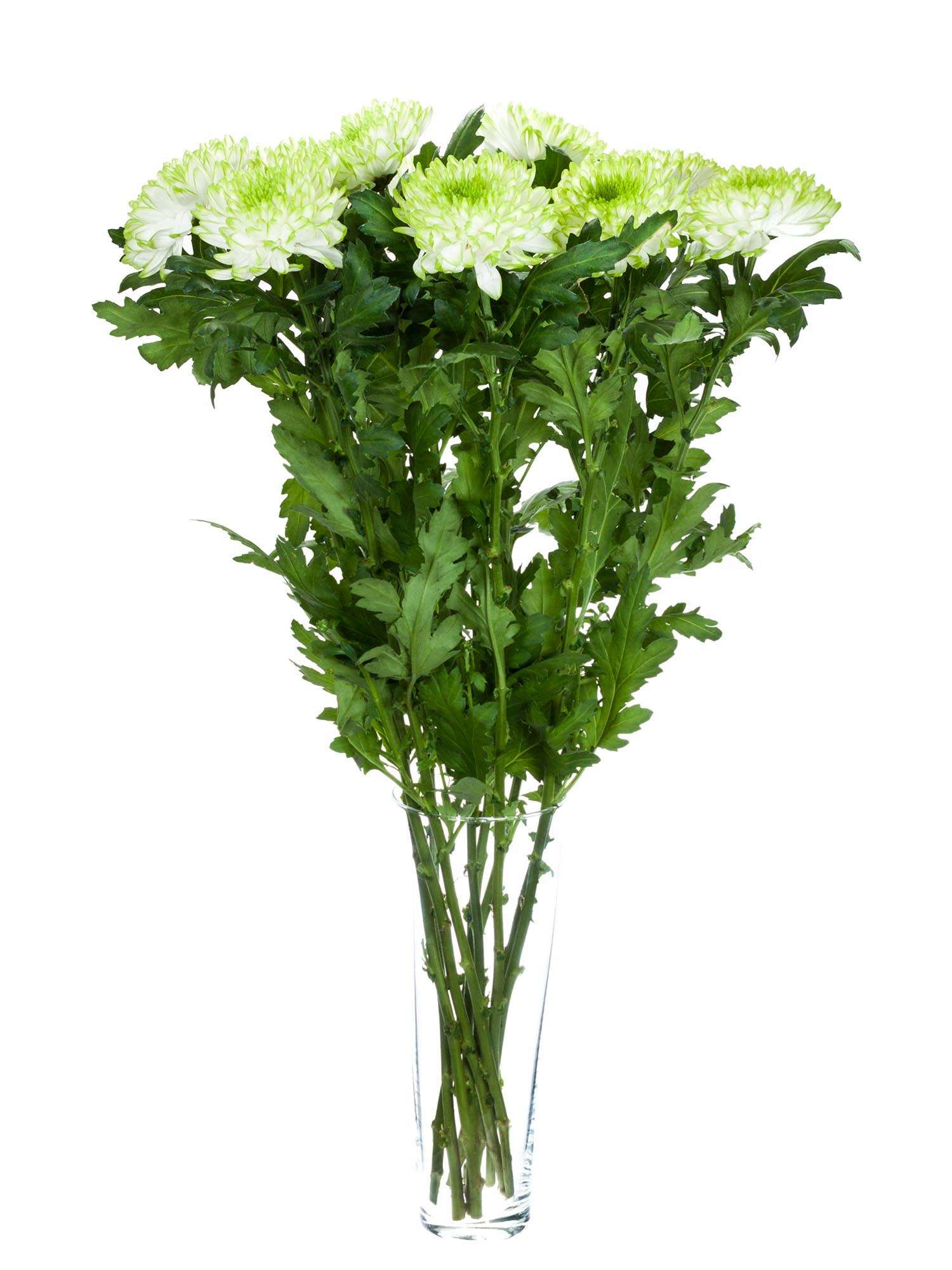 blumigo-chrysanthemen-zembla-lime-schnittblumen-gr-n-wei image 2