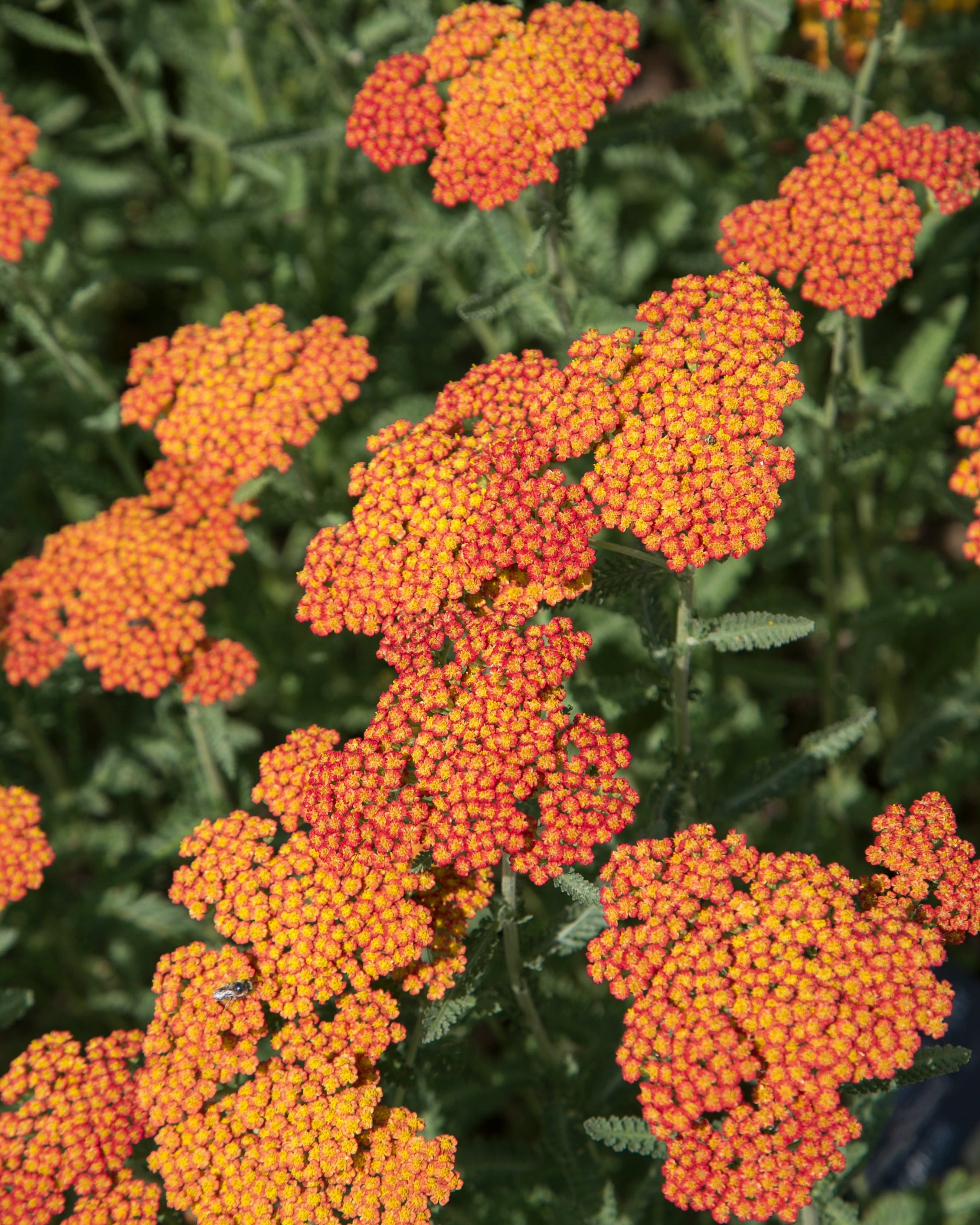 feey-amsterdam-schafgarbe-rhizome-orange-braun-3-stk-bienen image 2