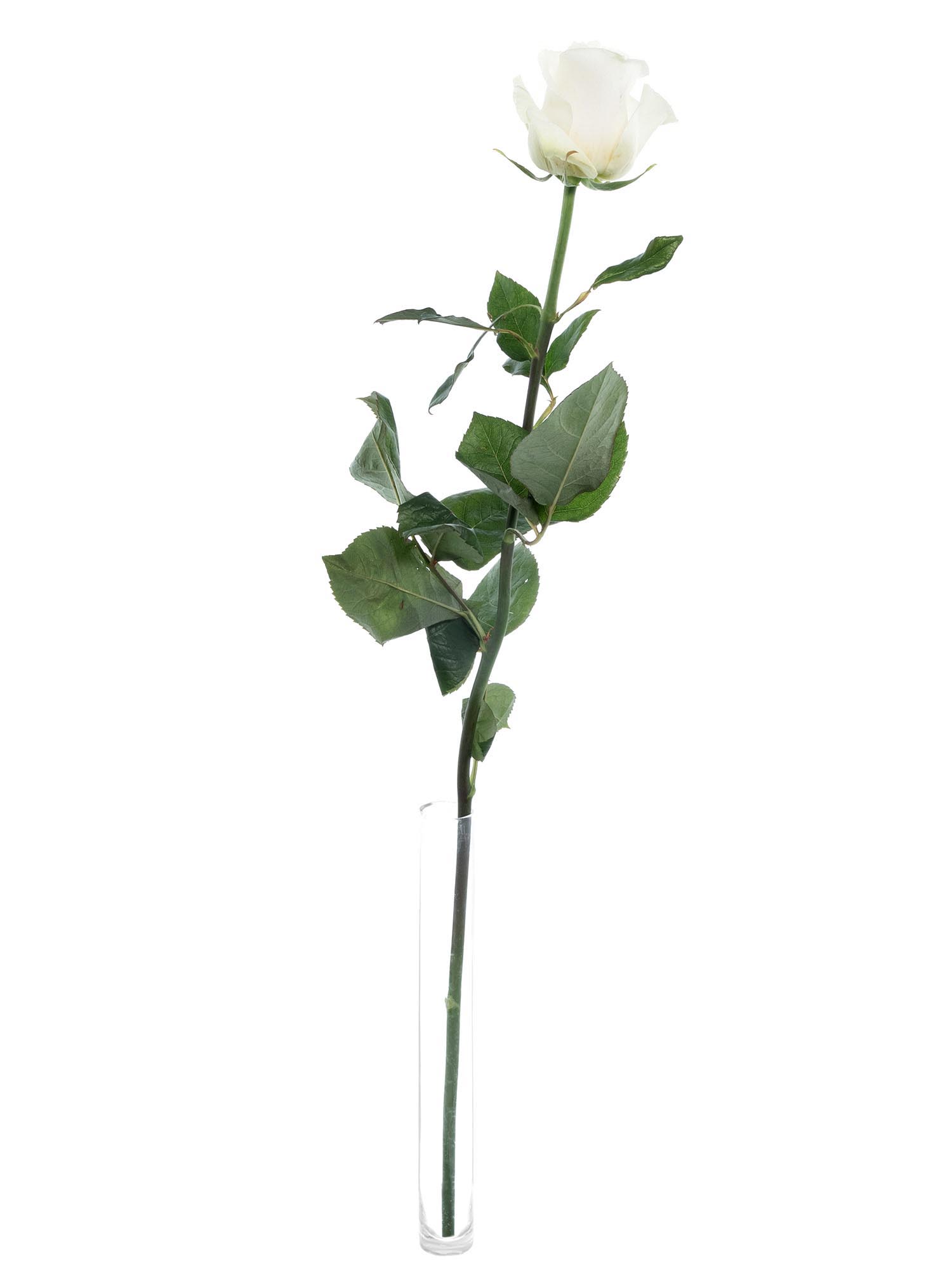 blumigo-rosen-mondial-wei-schnittrosen-frisch image 3