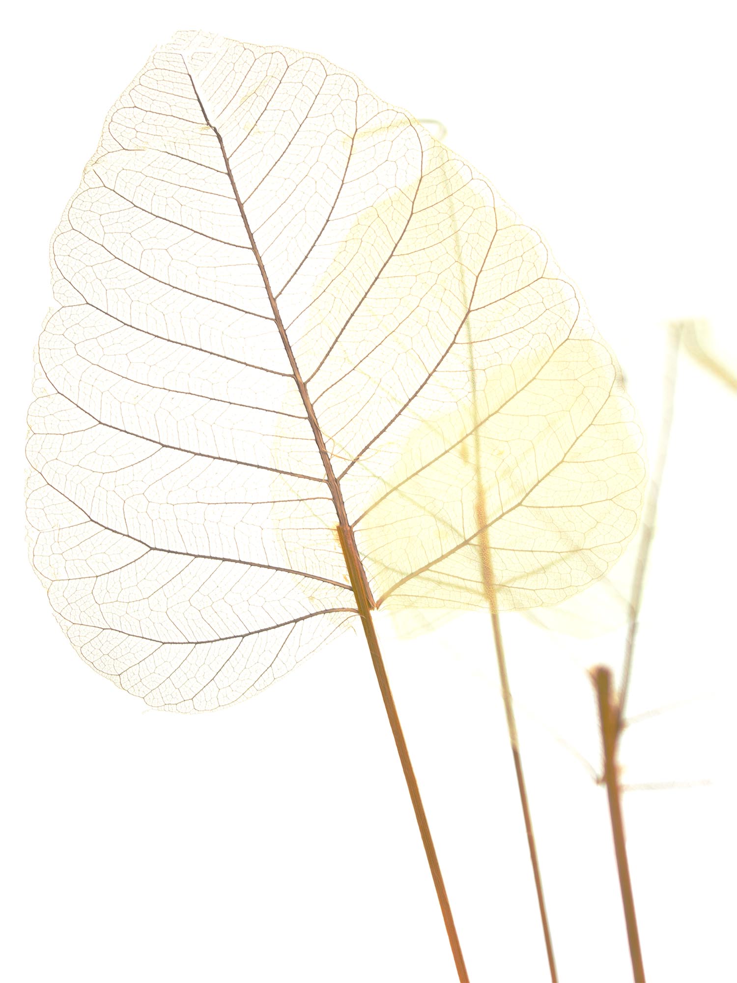 blumigo-trockenblumen-skelettbl-tter-trockenblume-gelb image 1