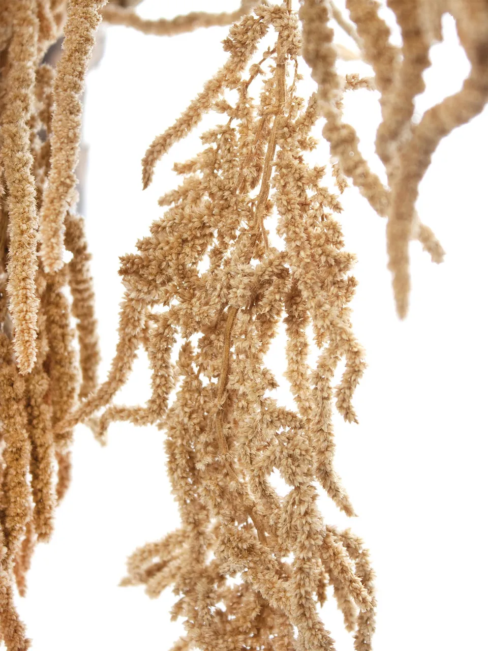 blumigo-trockenblumen-amaranthus-getrocknet-natur-trockenblume-bund image 1