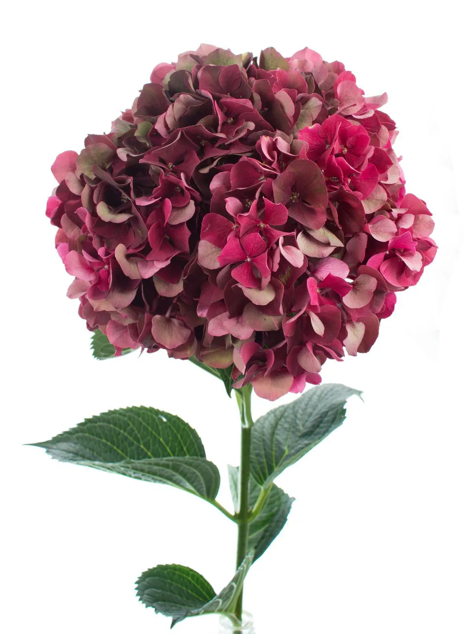 blumigo-hortensien-magical-ruby-red-classic-dunkelrote-hortensie-stiel image 1