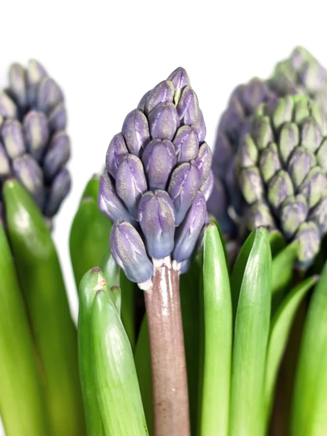 blumigo-hyazinthen-chicago-schnittblume-blau-violett image 1