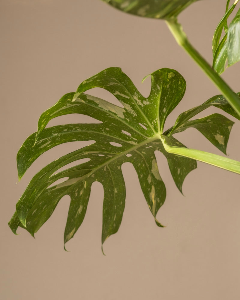 feey-variado-monstera-thai-constellation-zimmerpflanze-ohne-bertopf image 7