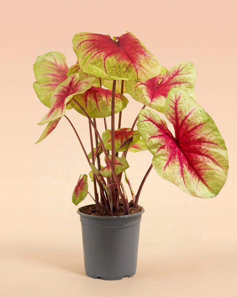 feey-variado-caladium-lemon-blush-zimmerpflanze-ohne-bertopf image 3