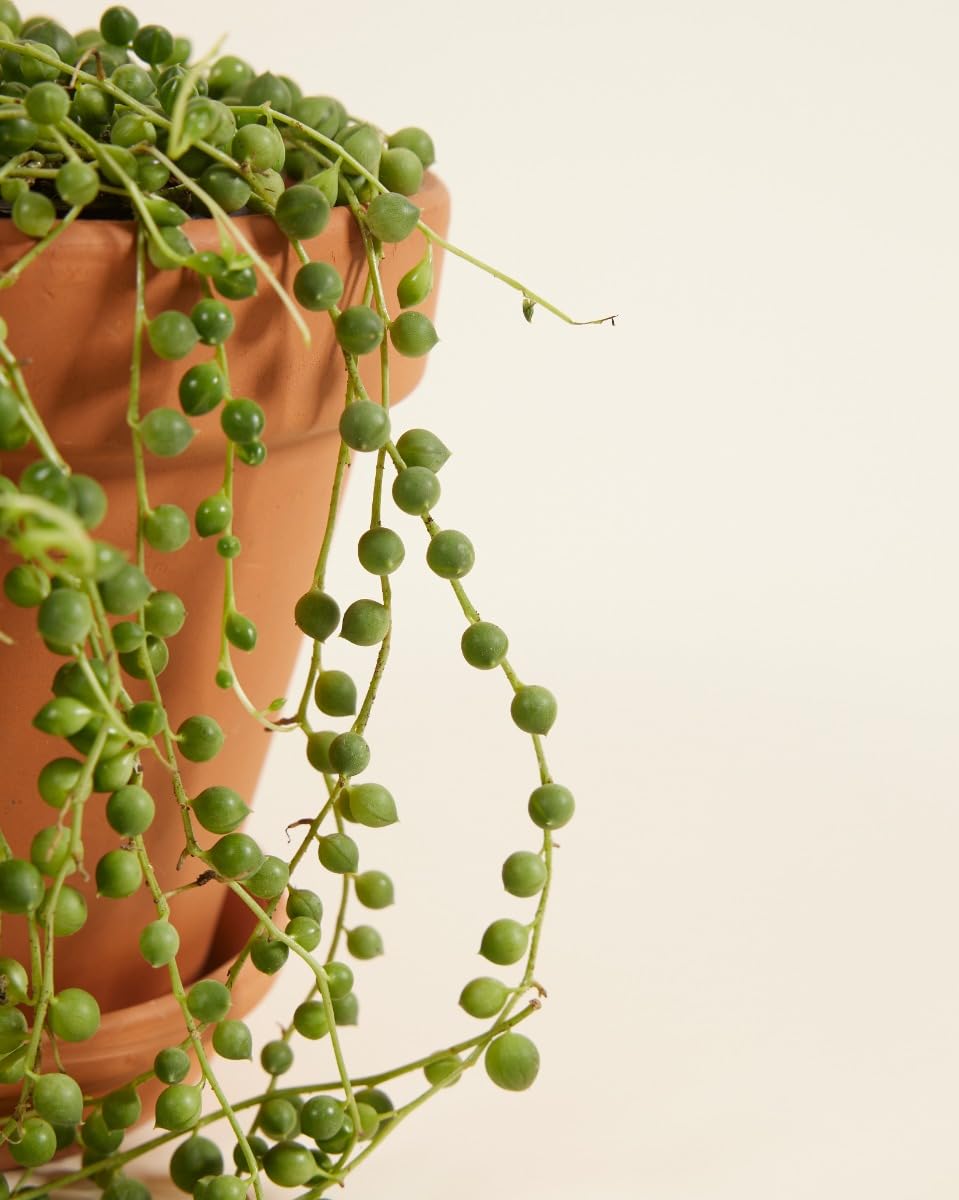 plnts-rareplnts-senecio-rowleyanus-h-ngepflanze-20cm-perlenschnur image 4