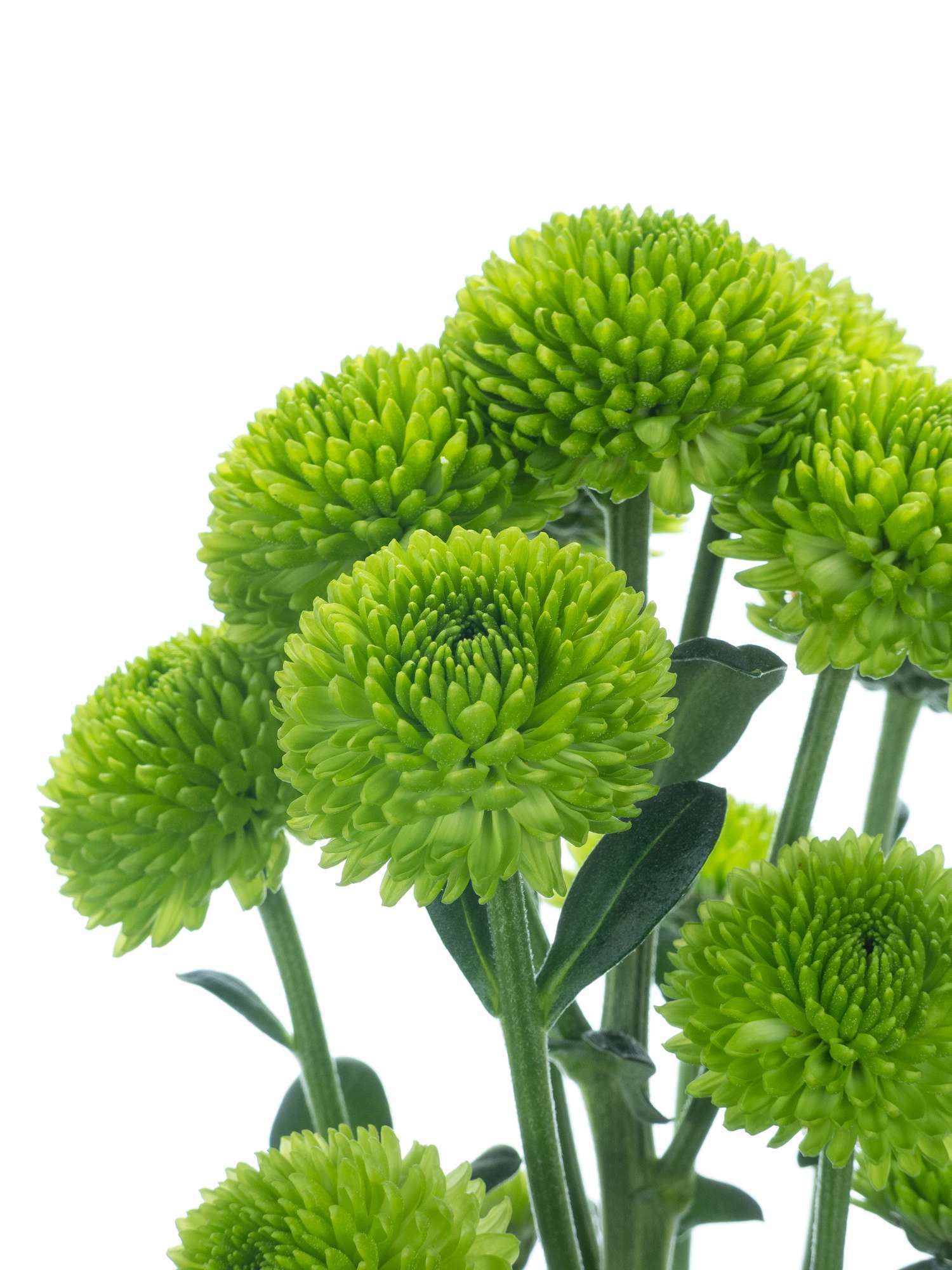 blumigo-chrysanthemen-santinis-palm-green-dark-gr-n image 5