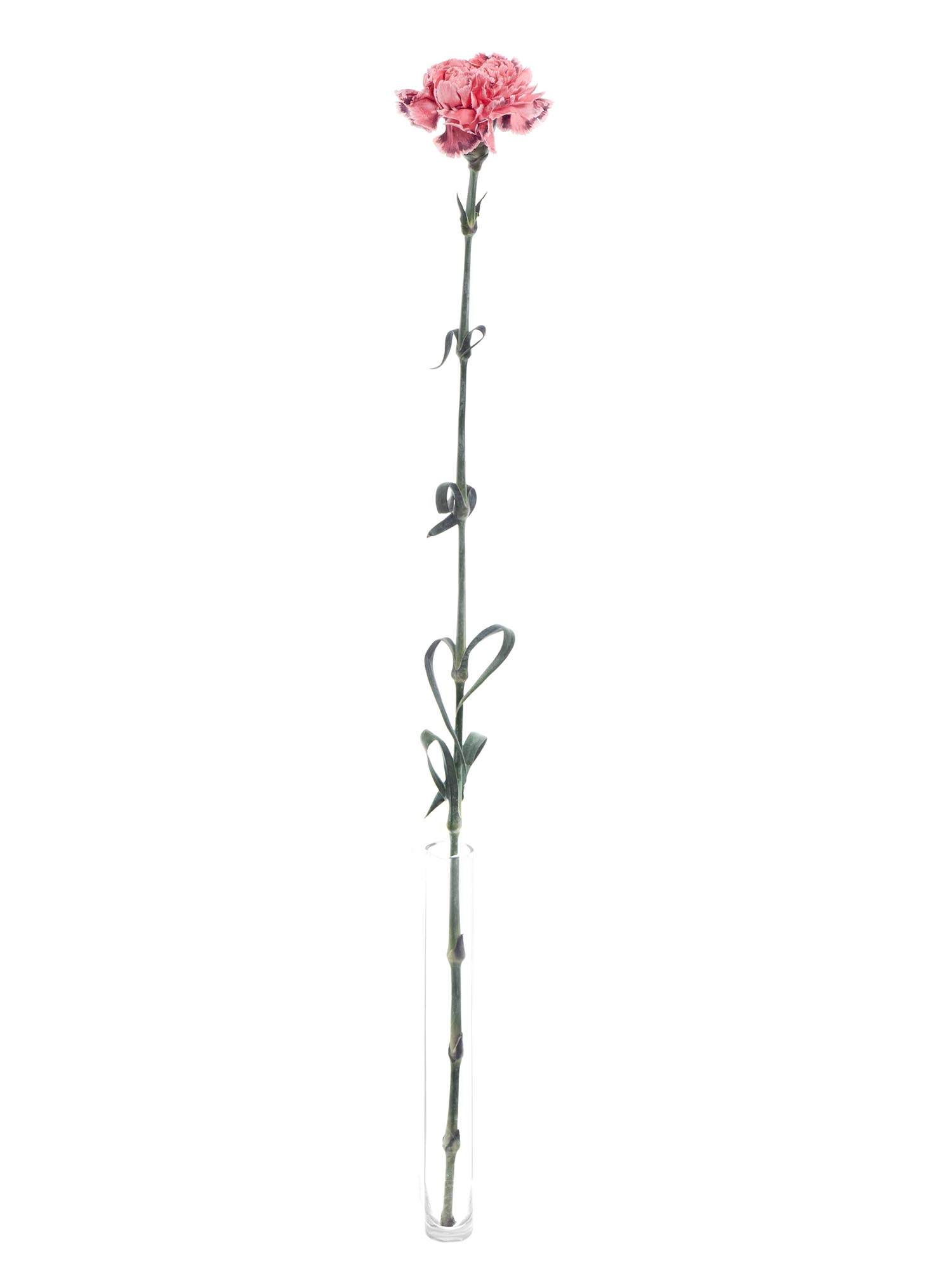 blumigo-edelnelken-alejandrina-schnittblumen-coral-violett image 3