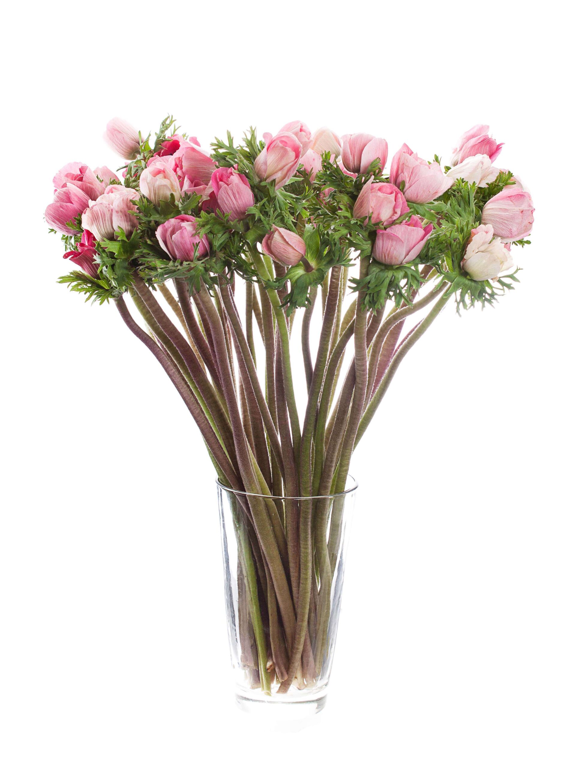 blumigo-anemonen-xl-mistral-roze-schnittblume-pink image 2